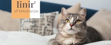 Avantages d'une assurance santé pour chats