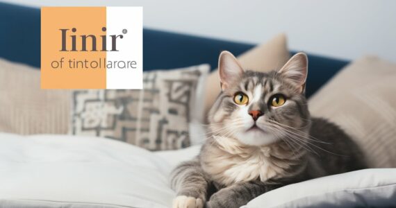 Avantages d'une assurance santé pour chats