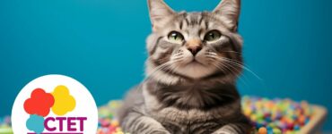 Comment choisir la bonne litière pour votre chat