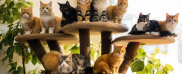 Comment choisir un arbre à chat pour plusieurs chats