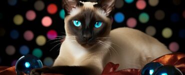 Comment le chat Siamese est devenu une star mondiale
