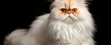 Comment prendre soin du pelage d'un Persan