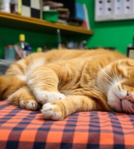 Comment prendre soin d'un chat diabétique ?