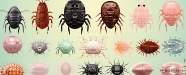 Identifier les différents parasites externes