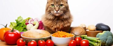 Importance de la taurine pour les chats