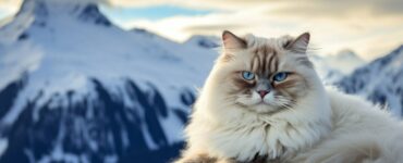 La douceur du chat Himalayen