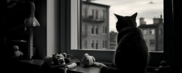 La solitude chez le chat : comment y remédier?