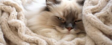 Le caractère affectueux des Ragdolls