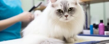 Les avantages du toilettage régulier