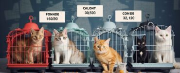 Les coûts d'adoption varient-ils selon les refuges?