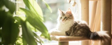 Les critères pour un arbre à chat sécurisé pour les chatons