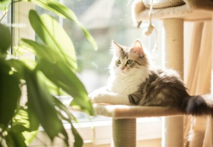 Les critères pour un arbre à chat sécurisé pour les chatons