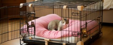 Les critères pour une cage de transport confortable
