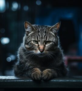 Les défis de l'adoption d'un chat âgé