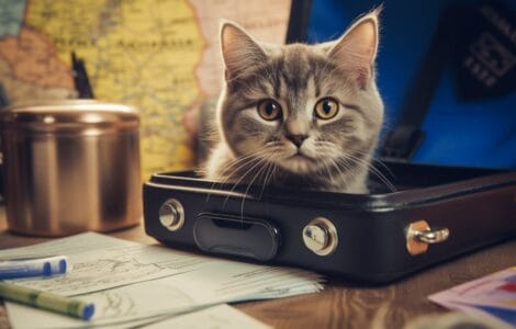 Les documents nécessaires pour voyager avec son chat en Europe