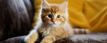 Les races de chats idéales pour les enfants