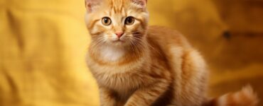 Les races de chats les plus sociables avec d'autres animaux