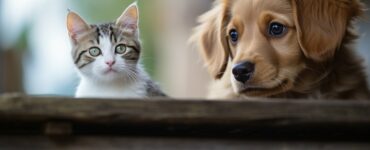 L'introduction du chaton à d'autres animaux