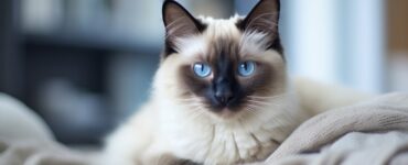 Pourquoi le chat Balinais est considéré hypoallergénique?