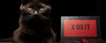 Toxicité du chocolat pour les chats