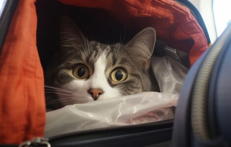 Voyager en avion avec un chat : cabine vs soute