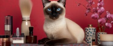 chat siamois