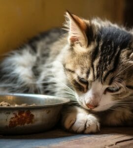 combien de temps un chat peut rester sans manger