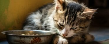 combien de temps un chat peut rester sans manger