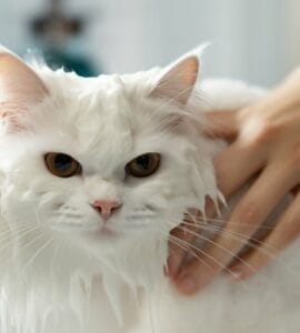 comment laver un chat