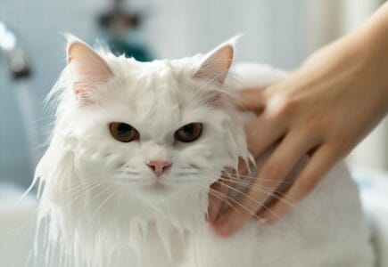 comment laver un chat