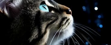 comment voit un chat