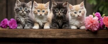 les cinq races de chats les plus petites