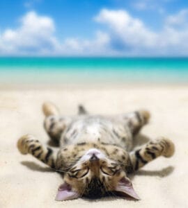 Les préparatifs pour des vacances à la plage avec un chat