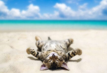 Les préparatifs pour des vacances à la plage avec un chat