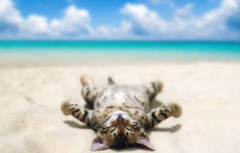 Les préparatifs pour des vacances à la plage avec un chat