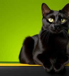 nom de chat qui claque