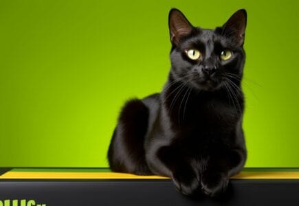 nom de chat qui claque