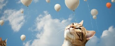 pourquoi mon chat miaule tout le temps