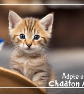 adopter un chaton