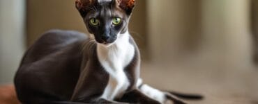 oriental shorthair