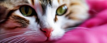 pourquoi mon chat me lèche