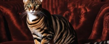 toyger