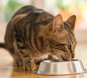 Guide complet d'alimentation pour chat