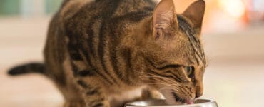 Guide complet d'alimentation pour chat