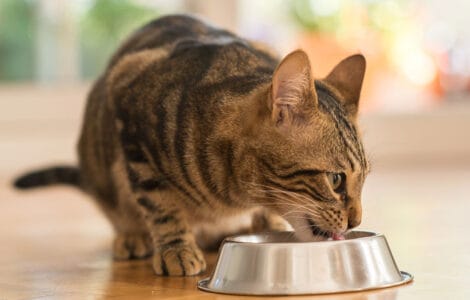 Guide complet d'alimentation pour chat