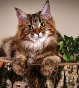 Astuces pour Bien Accueillir un Chat de Race Chez Vous