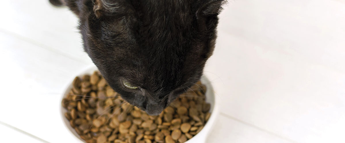 Comment bien choisir les croquettes pour son chat ?