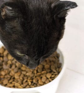 Comment bien choisir les croquettes pour son chat ?