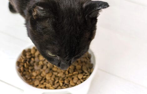 Comment bien choisir les croquettes pour son chat ?