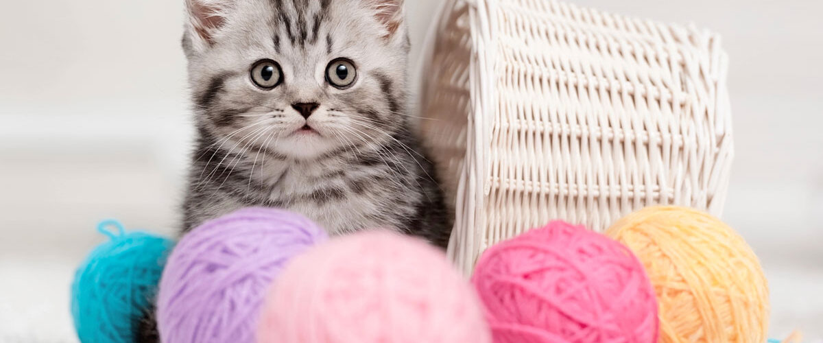 À quelle fréquence nourrir son chaton ?